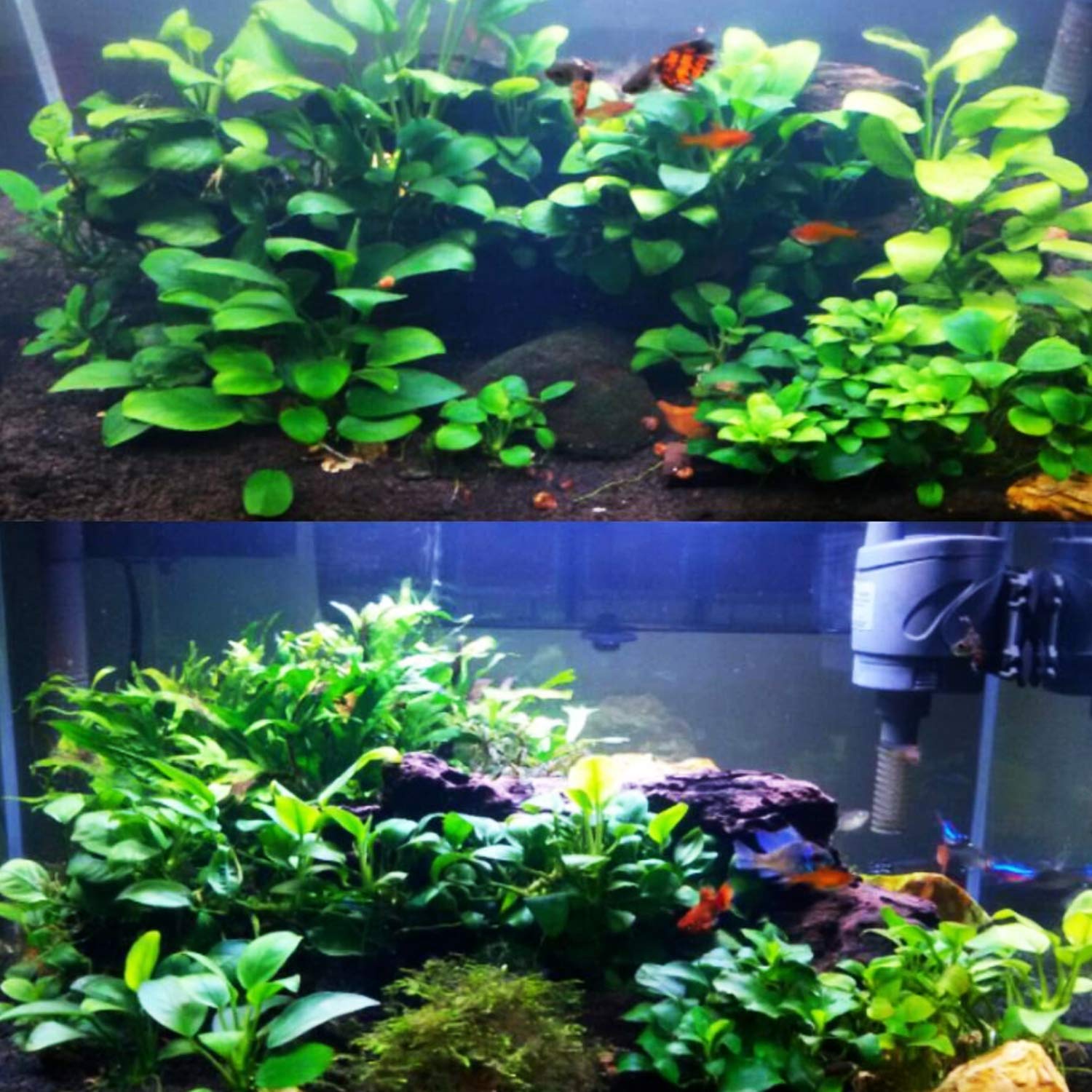 Amazon.com: Mainam Anubias Nana Golden Leaves Potted Freshwater