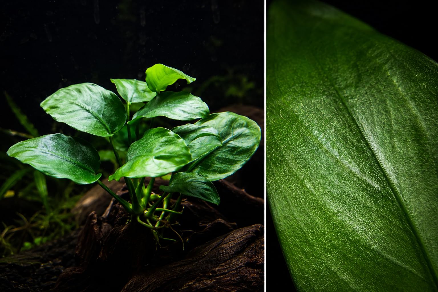 AquaBreedingSkill Anubias barteri – plante d’aquarium vivante pour eau douce, plante verte décorative pour aquarium, idéale pour poissons et crevettes – avec passeport phyto