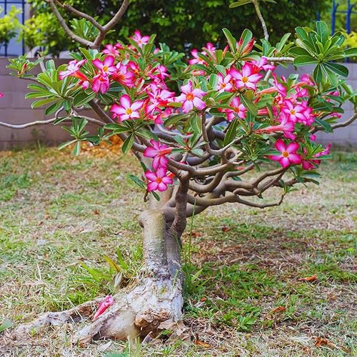 Miniatura 8 de Planta rosa del desierto viva, planta de rosa del desierto de Adenium viva, de 4 a 7 pulgadas de alto, planta suculenta con flores