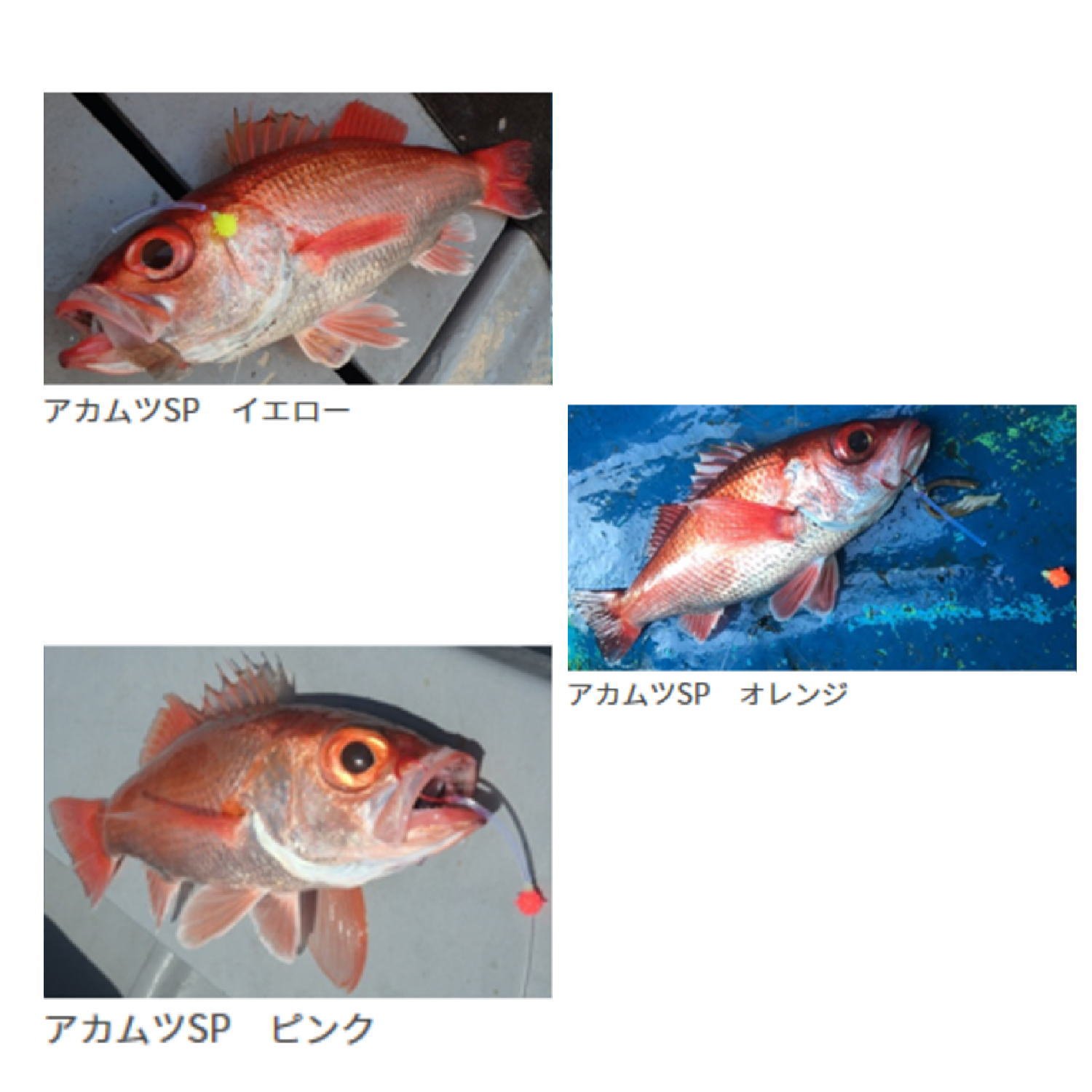 Amazon | ヤマシタ(YAMASHITA) アカムツ仕掛 胴突3本針 2組入 16