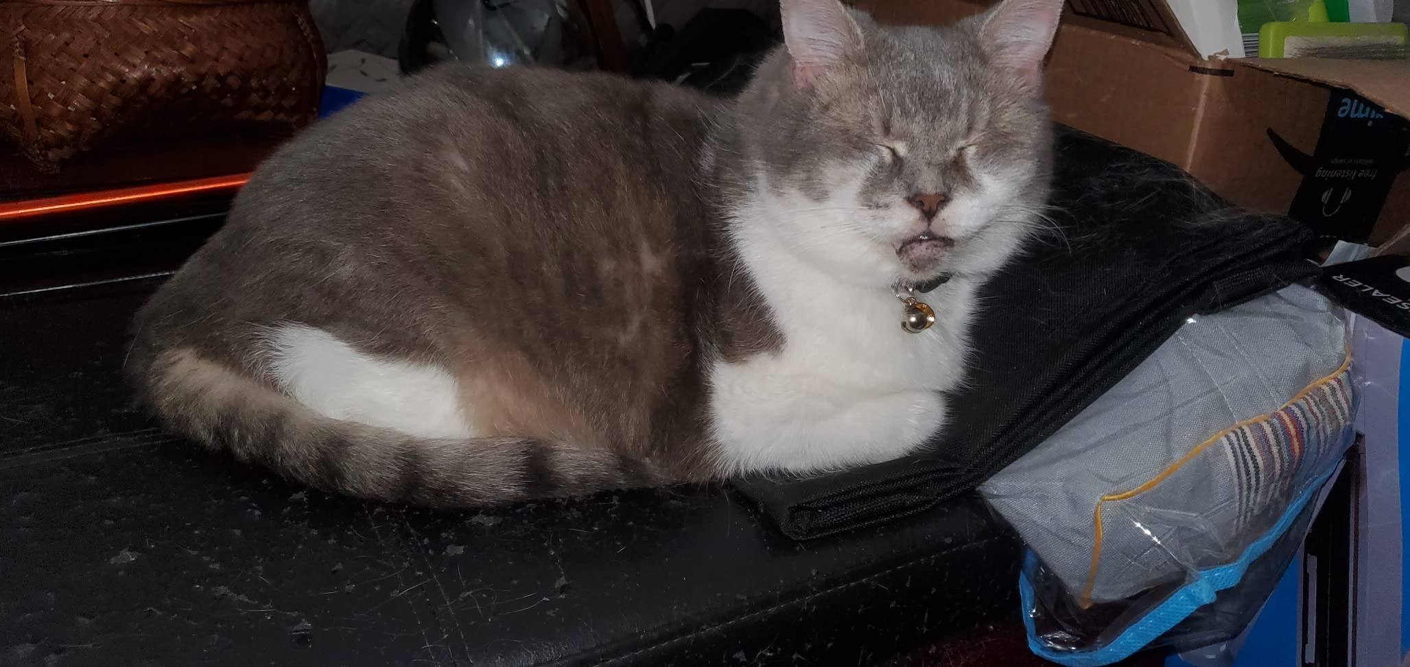 Nulo Freestyle Freeze-Dried Raw, Ultra-Rich Grain-Free Dry Cat Food for All Breeds and Life Stages with BC30 Probiotic for Digestive and Immune Health, Chicken & Salmon, 5.5 Ounce photo review