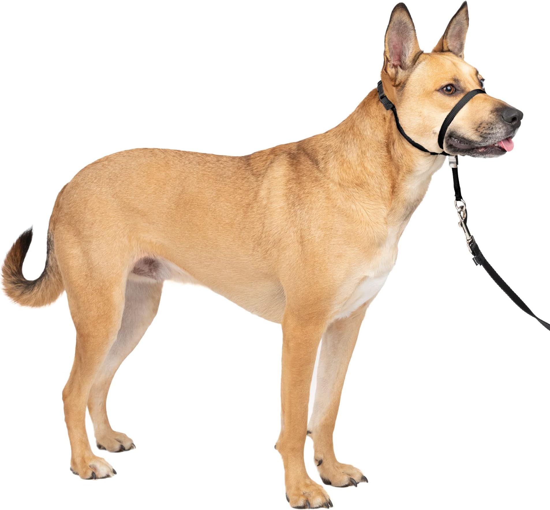 Cesar Millan Training Leash Cesar Millan Pack Leader Collar Medium