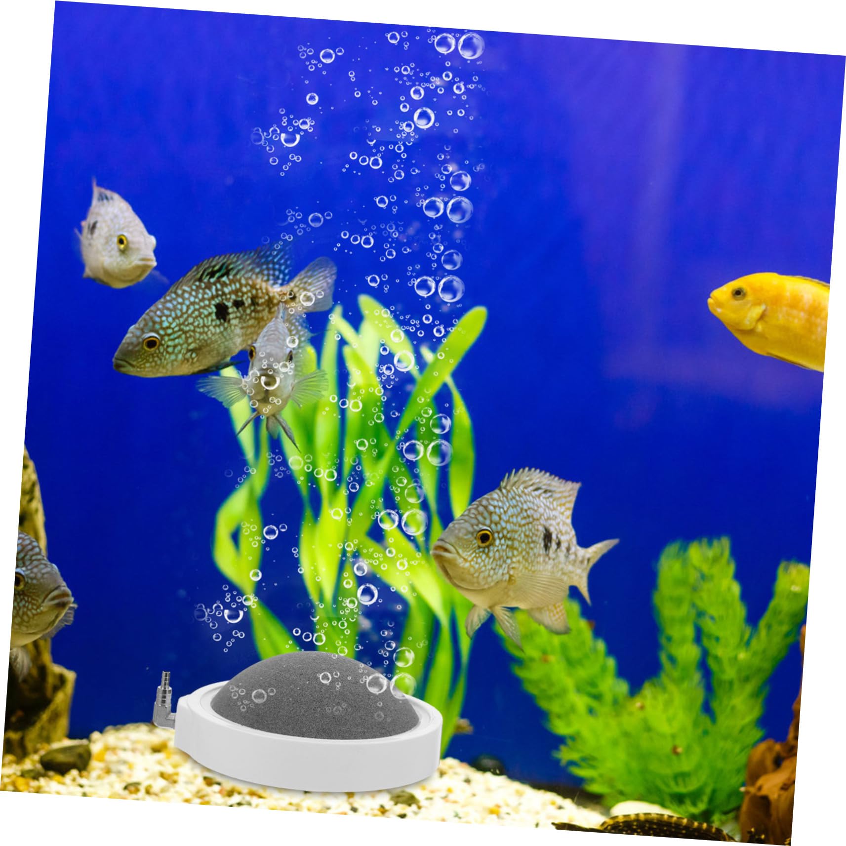 Sosoport 2stücke Luftstein Für Aquarien Leiser Blasenausstoß Erhöht Die Sauerstoffversorgung Im Fischbecken Langlebig Und Installieren Für Und Büro-aquarien
