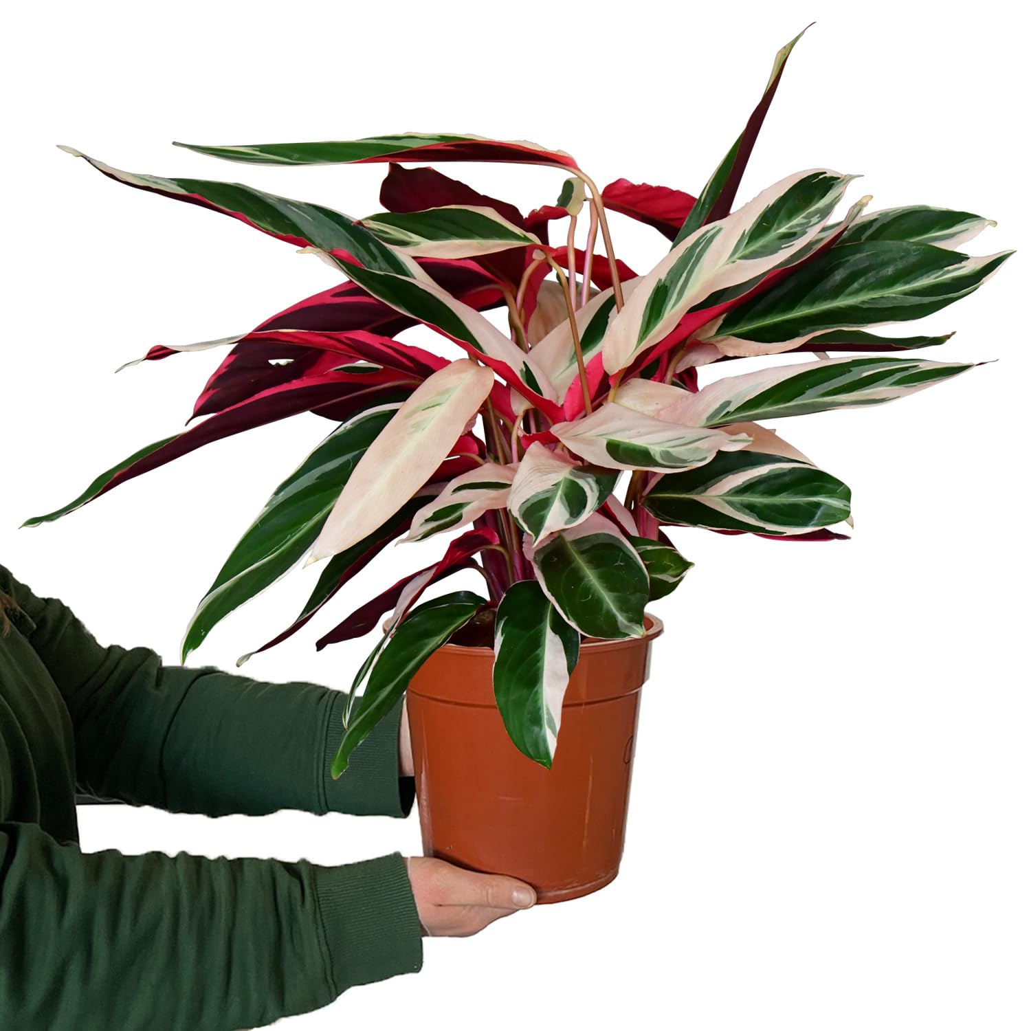 Zimmerpflanze Calathea Triostar No.19 | rosa-weiß-grüne Pflanze 60–70 cm im 19 cm Topf | ungiftig & pflegeleicht | luftreinigend | tropische Pflanze für Katzenfreunde & Wohnräume | Green Me Up