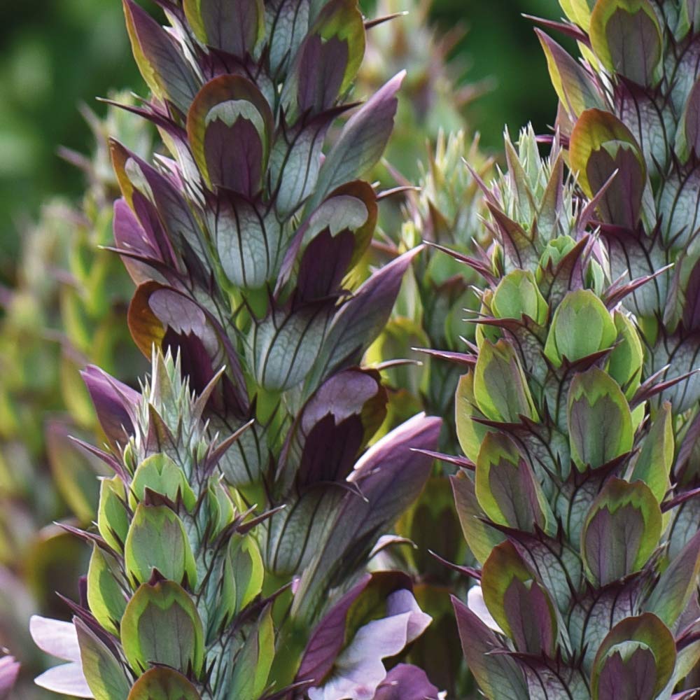 Acanthus Hardy Herbaceous Perennial, Cottage Garden, Wildlife Garden, Cut Flower Garden, 3 x 9cm Acanthus Mollis Hardy Herbaceous Potted Shrub by Thompson and Morgan