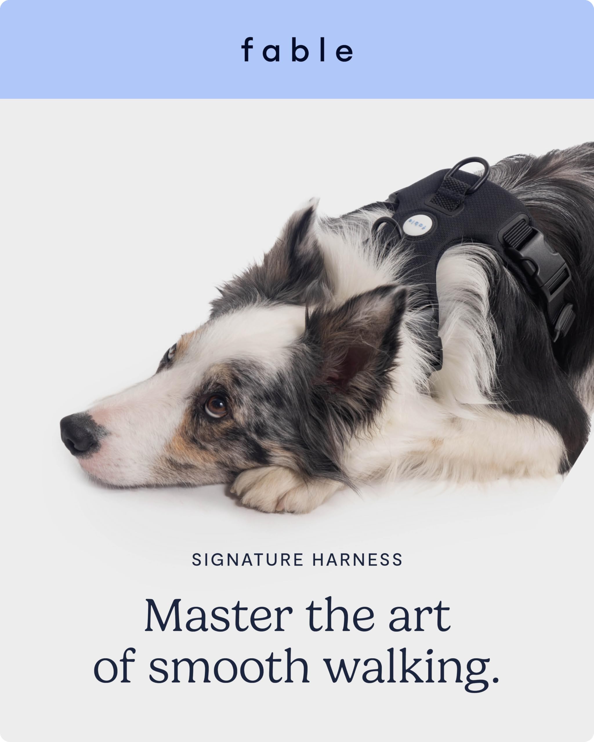 Fable Signature Harness for Dogs - Minimalist Extra Small Black Dog Harness with Shock Absorber, Breathable Mesh, Adjustable Straps with Buckles for Flexibility, and 3 Leash Attachment Points