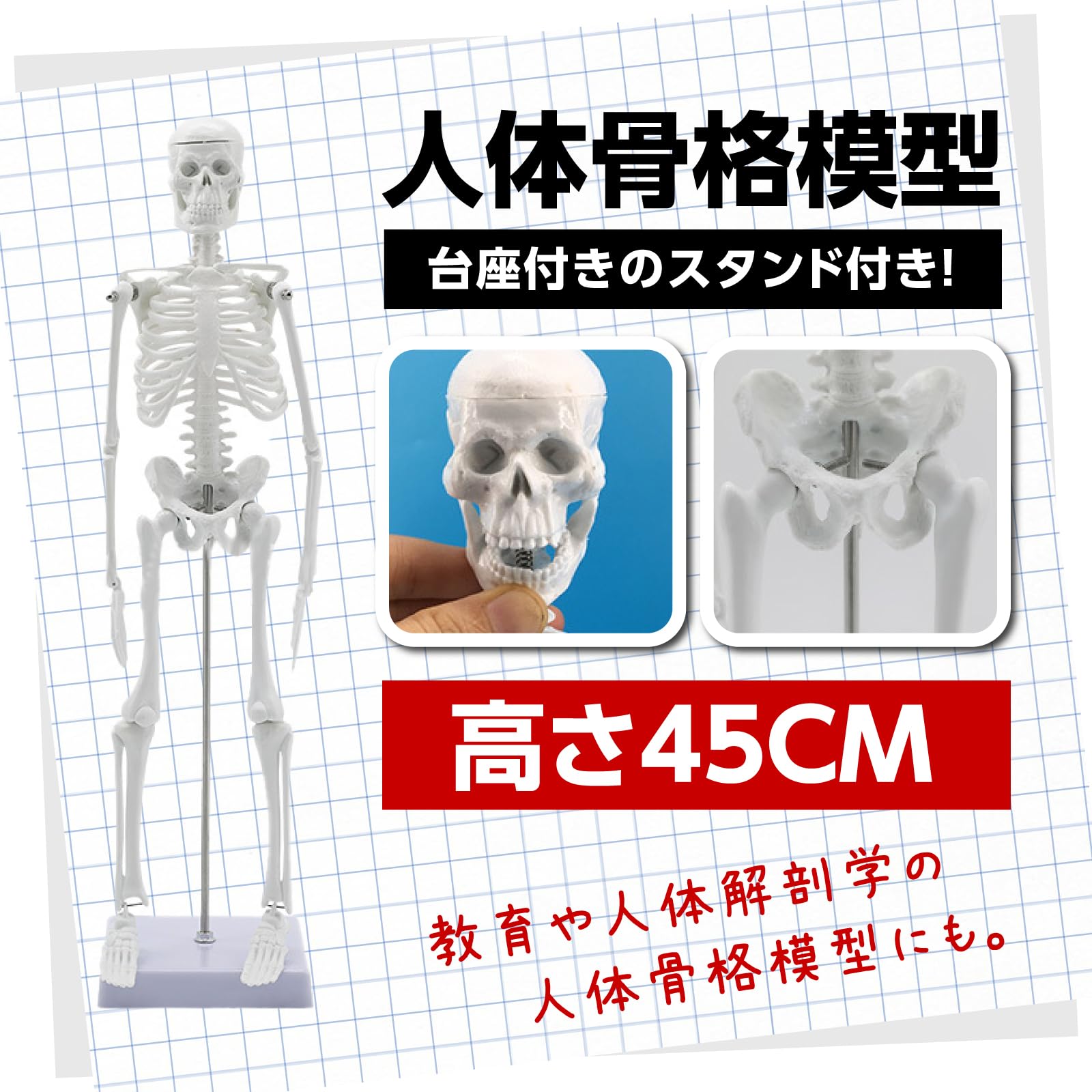 Amazon.co.jp: THE BIG SHEEP 人体模型 45cm 人体骨格模型 骨格標本