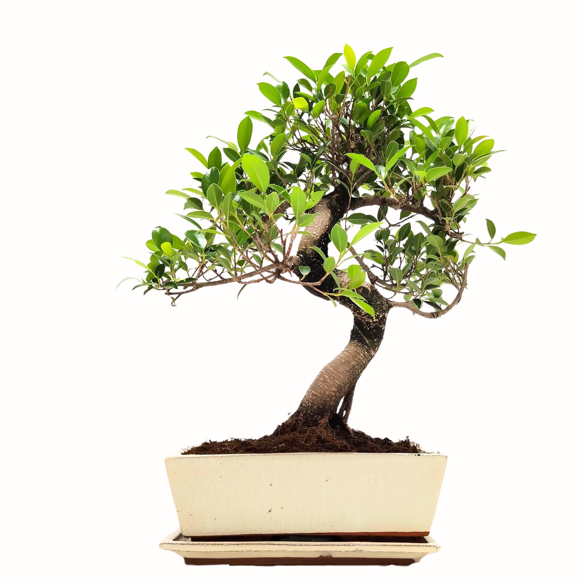 Bonsaï Ficus en pot céramique 45-50 cm plante intérieur cadeau
