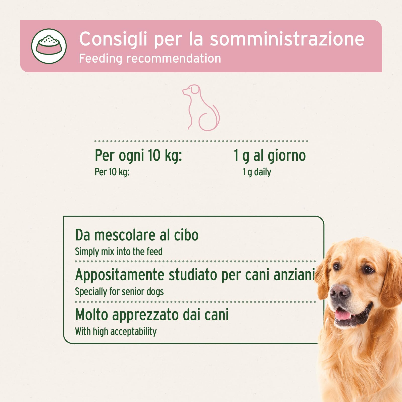 AniForte Senior Active Pulver 250 g für ältere Hunde - Mineralien, Aminosäuren & Vitamine für Hunde, unterstützt Gedächtnis- & Herzfunktion, Grünlippmuschel für Vitalität & Agilität, Senioren Futter
