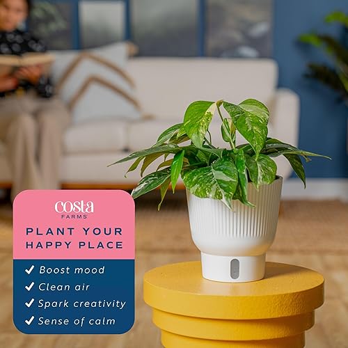 Miniatura 34 de Costa Farms - Planta de interior viva Monstera pequeña, fácil de cultivar, en maceta de jardín, con tierra para macetas, regalo de inauguración