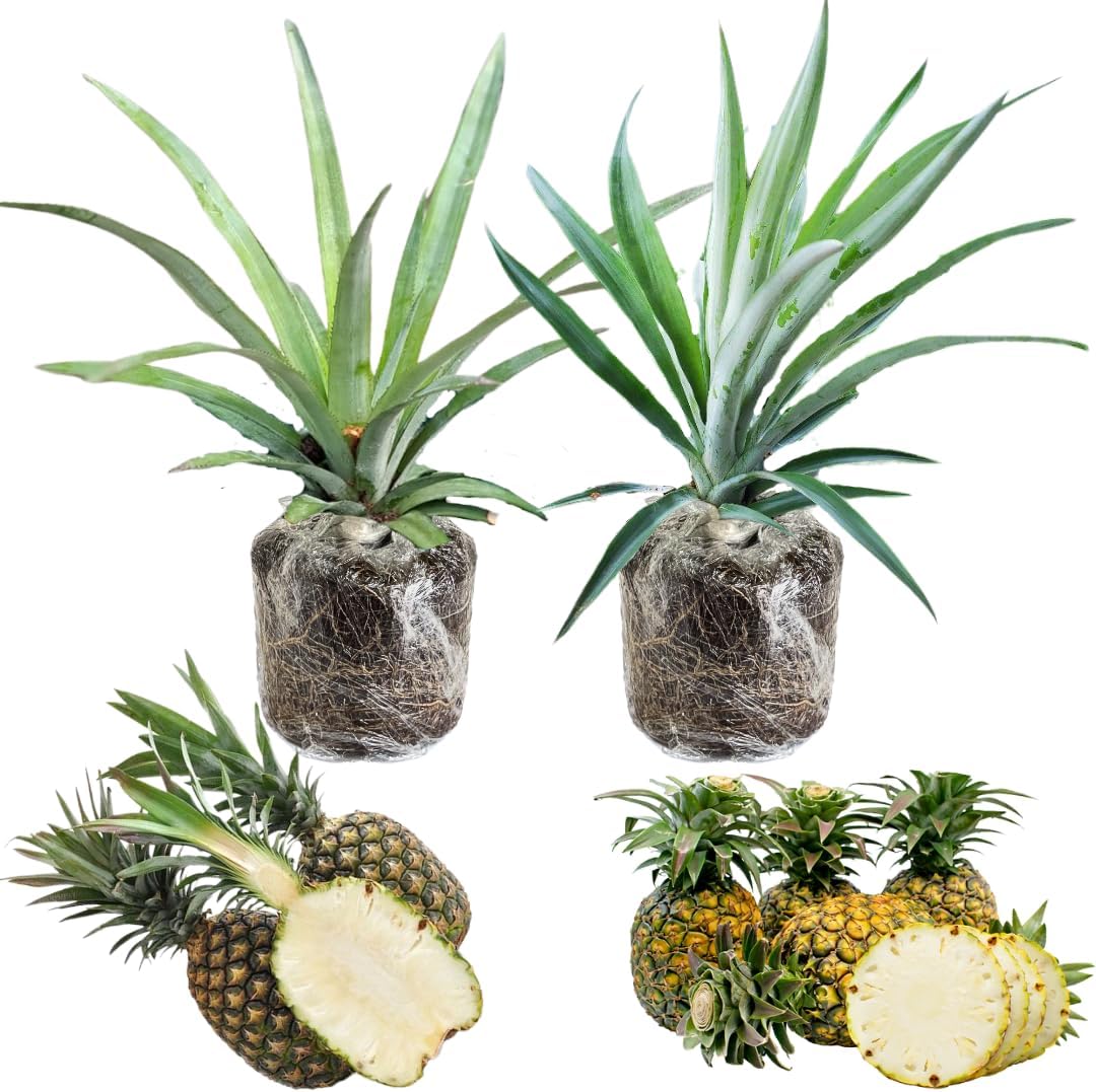 2 Pineapple Plants Live 4 to 7 Inch Tall, Sweet Pineapple Trees Live Plants, Cold Hardy Pineapple Fruit Trees (Elite Gold Pineapple)