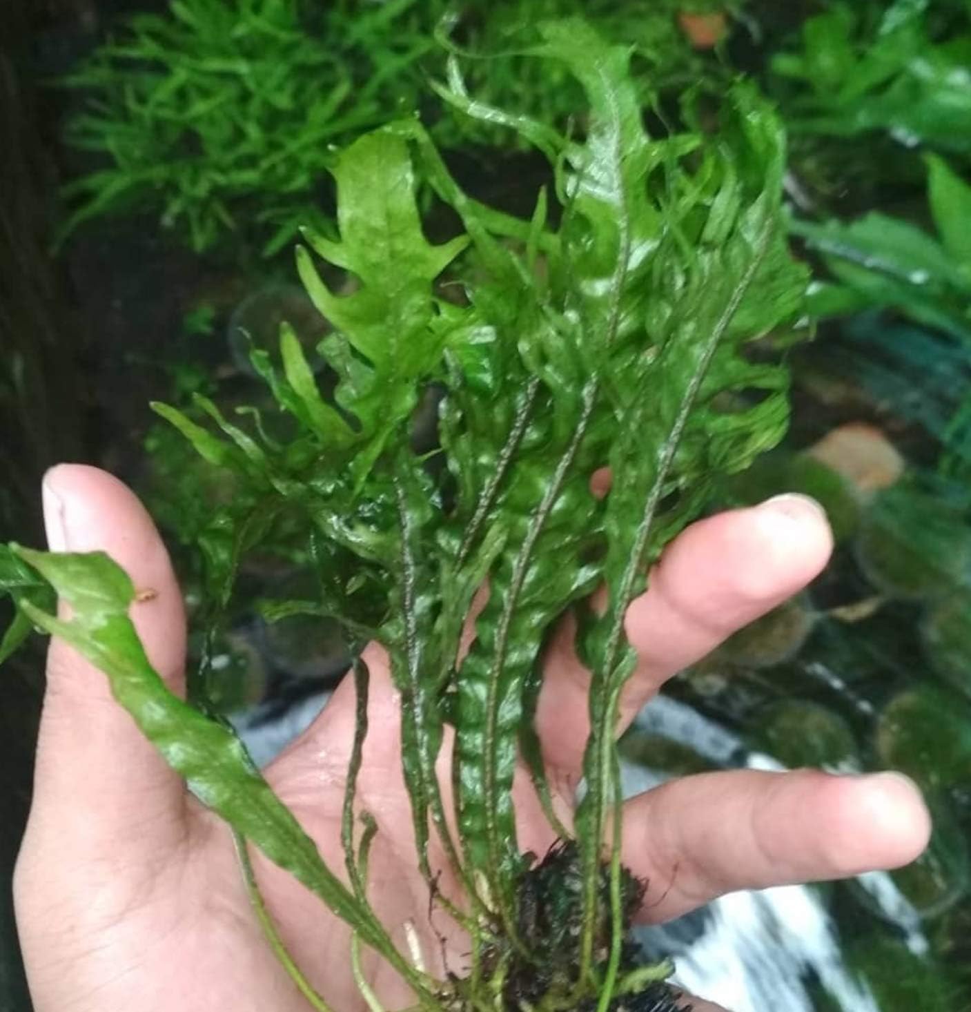 4 Species Freshwater Live Aquarium Plant Package Set Java Fern - Rosette Amazon Sword - Hygrophila Corymbosa - Java Fern Windelov