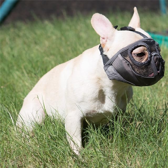 Foto 6 de 7 de JYHY - Bozal Corto para Perro con Forma de Bulldog de Malla Transpirable Ajustable para mascarar, Cortar…