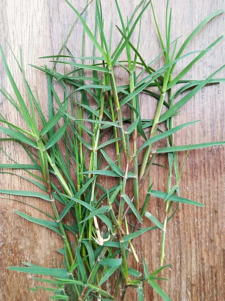 Generic G123 Grass Fertilizer Powder Dubi Grass Natural Green