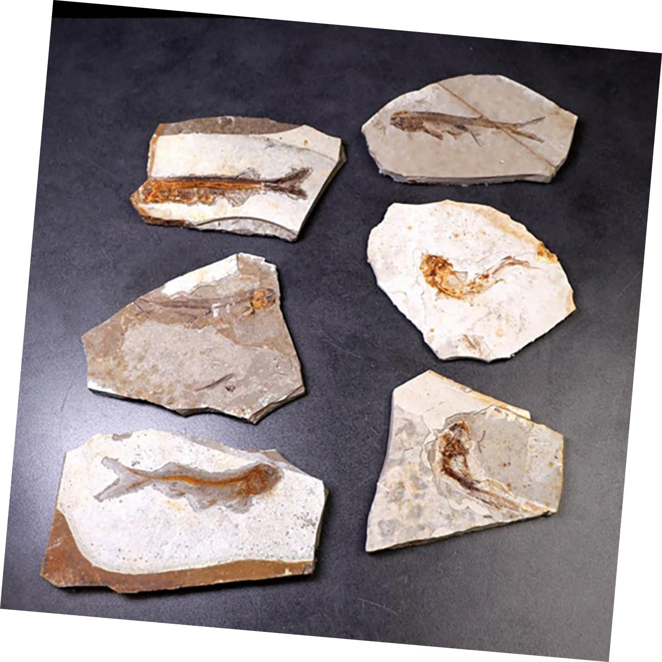 Cabilock Fósil de Pez Prehistórico Paleontológico 7-15 Cm Decoración Educativa para Laboratorio Práctica Docente Muestra Científica Modelo Didáctico de Aula Estilo Aleatorio