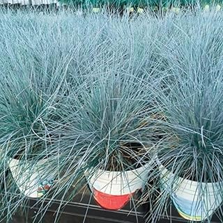 Blue Fescue Grass Plants Live, Ornamental Grass for Outdoor Landscaping ...