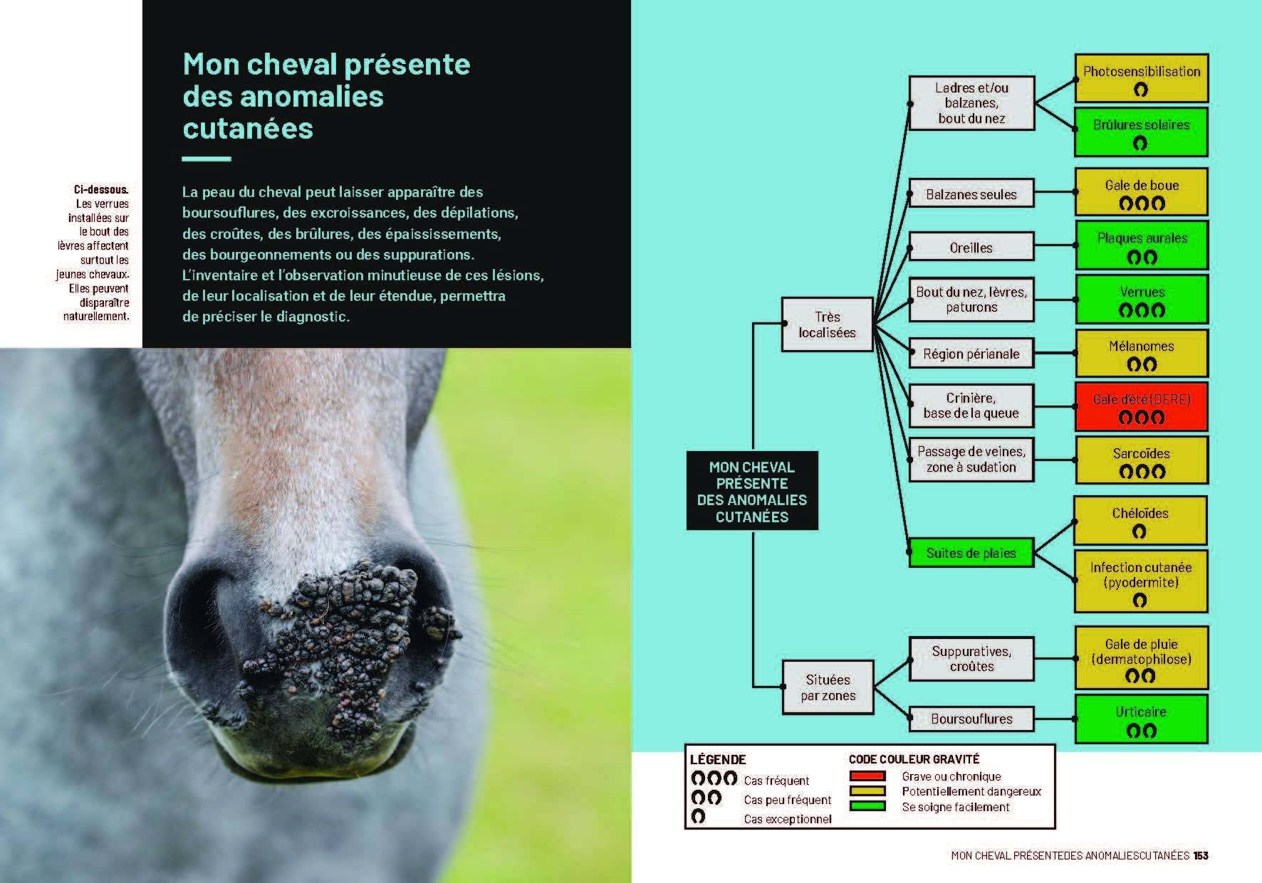 Diagnostiquer les principales pathologies de votre cheval: Une méthode simple et efficace