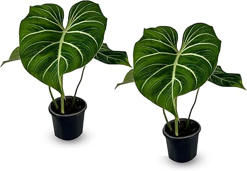 LEAL PLANTS ECUADOR Philodendron Gloriosum Zebra 2 Pack | Exotic
