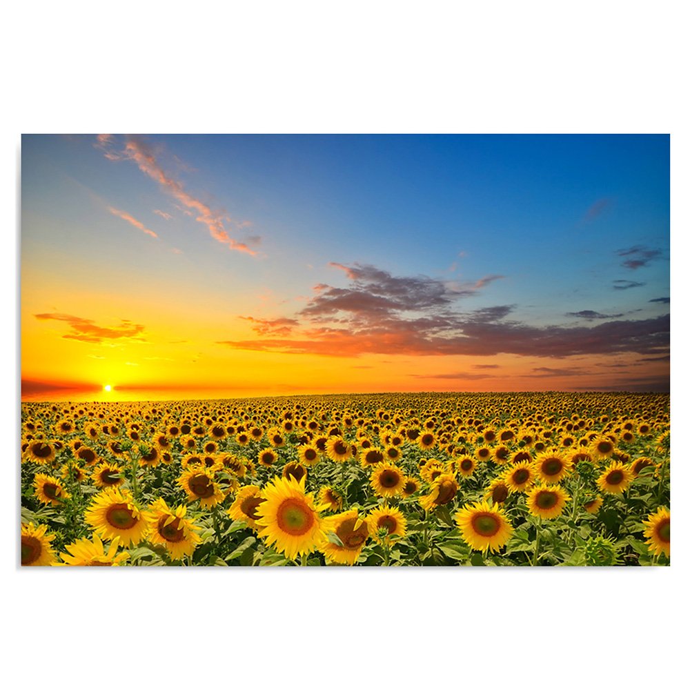 Feeby Quadro su Tela Fiori Girasole Cielo 100x70 cm 1 pezzo Stampa Murale Fotografia Decorazione da parete Immagini Moderni per Soggiorno Camera da Letto Ufficio Cucina Natura Paesaggio Giallo