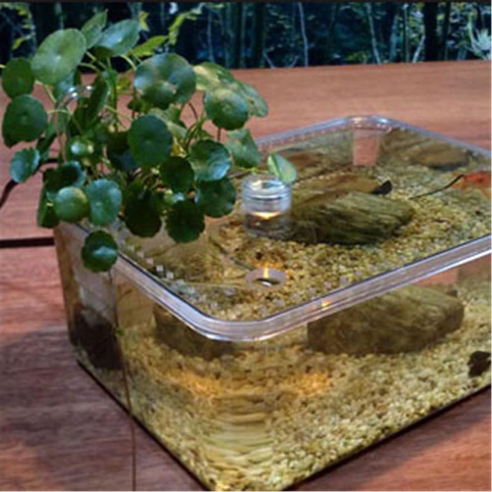 Acquario per tartarughe Acquario e terra for l'allevamento delle tartarughe con piattaforma for l'essiccazione al sole, piccolo desktop