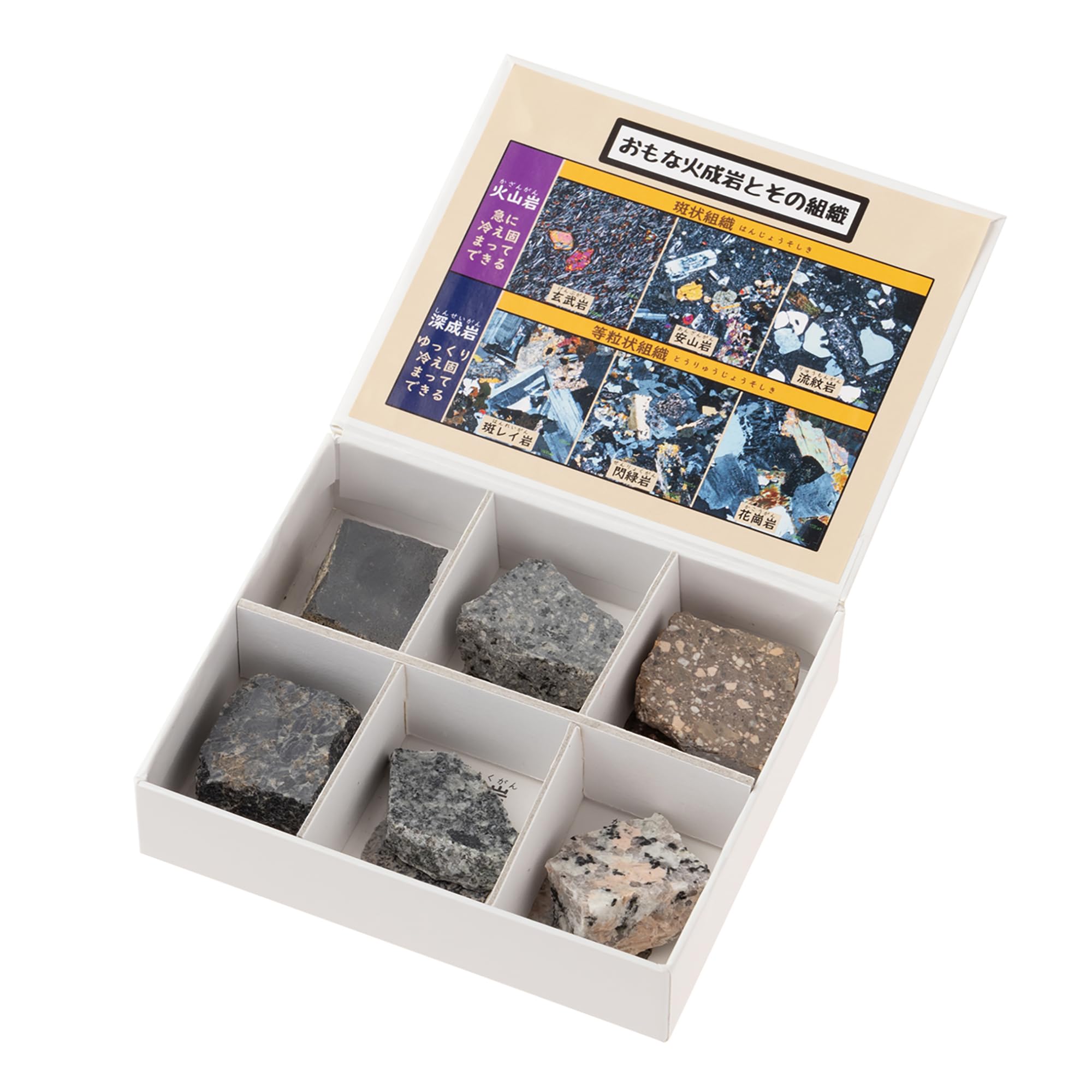 極美品【1点物】セミエビ 乾燥標本 色彩保存標本 関節可動 極美品【1点物】セミエビ 乾燥標本 色彩保存標本 関節可動