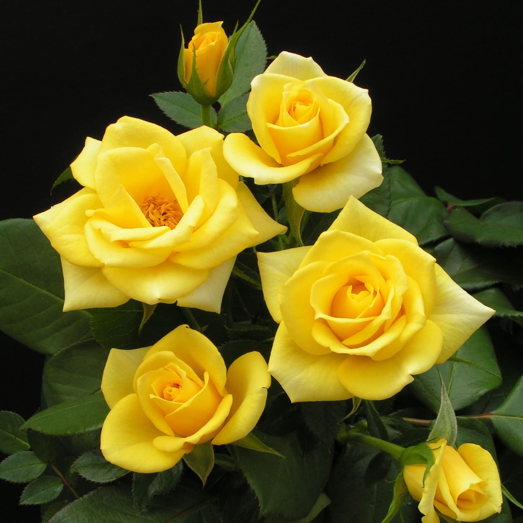 1 Yellow Bush Rose Bare Rooted Plant, 30-40cm Tall Fragrant Shurb, Trellises Outdoor Landscape Aroma Flowers Archway Garden Fences Pergola