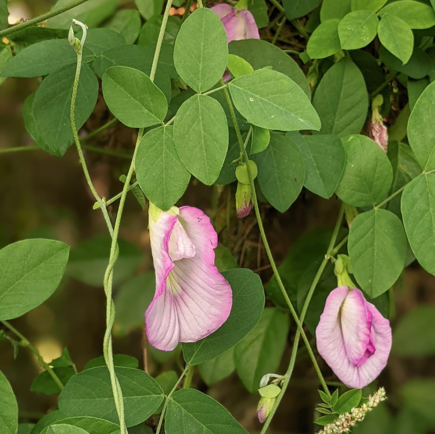 Plant Seed Aparajita Pink Flower Plant Seeds 8 Pieces Handpicked Seeds With Added Growth Hormone Booster (B0CS2WW9ZH) Amazon Price History, Amazon Price Tracker
