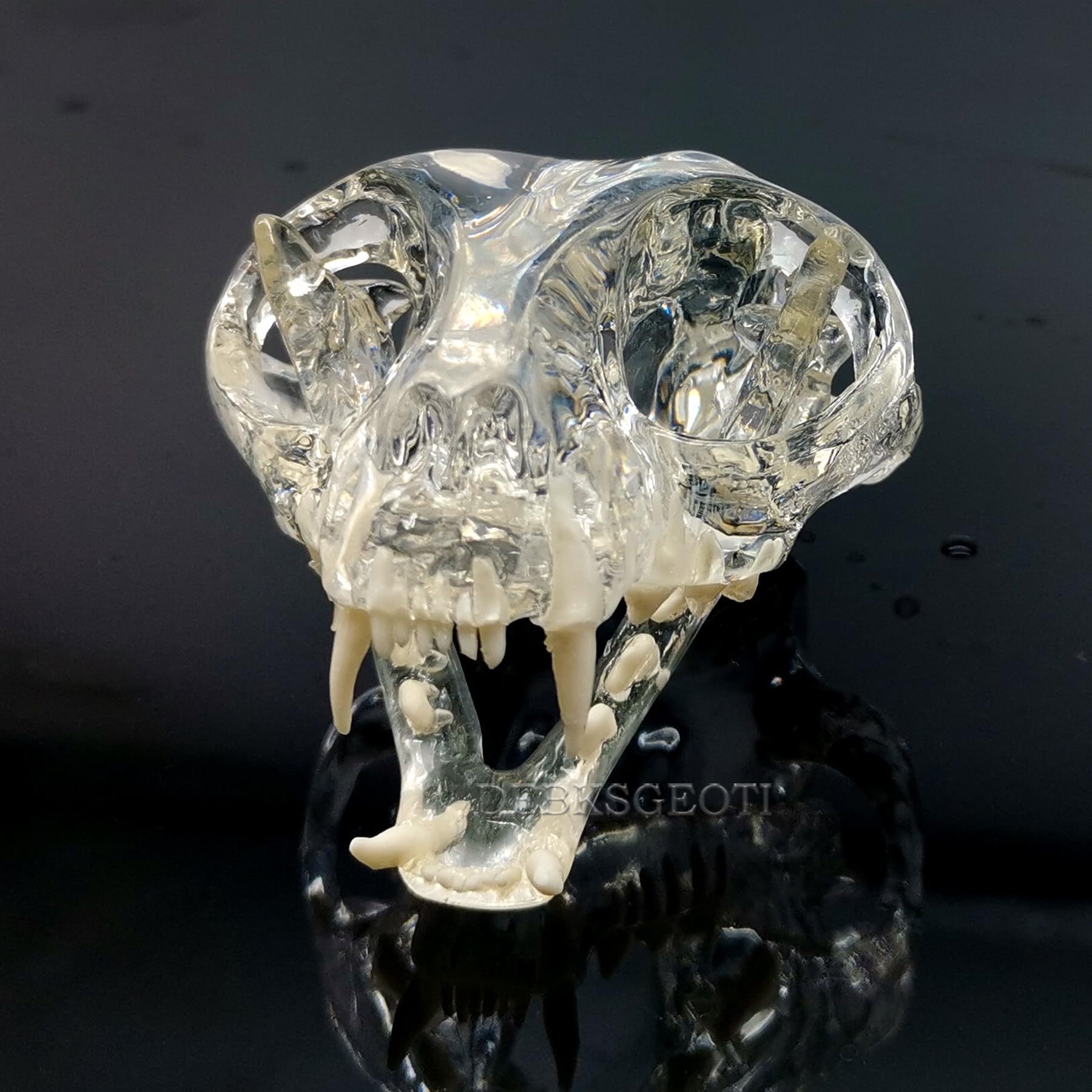 Transparenter Katzenschädel für Katzen, Zahnmodell, Mundzahnmodell, Haustierklinik, anatomisch für Hunde, Tierarztpraxis, Bildung, Dekoration, Demonstration (Katzenschädelmodell)