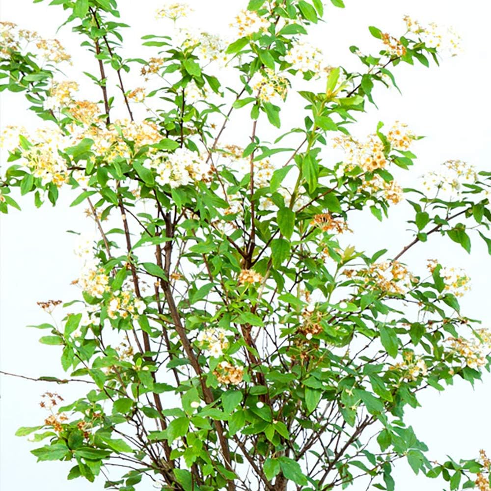 Bridal Wreath Spirea 1 Gallon