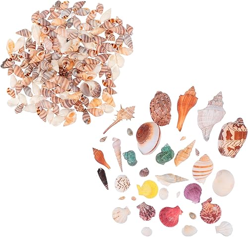BESPORTBLE 1 juego de conchas de caracolas de guarnición de peces, conchas de mar, decoración de conchas de concha, micro decoración de paisaje,