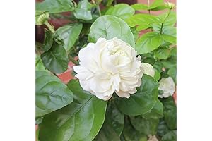 Grand Duke of Tuscany Jasmine - Immerse Yourself in its Intoxicating Fragrance