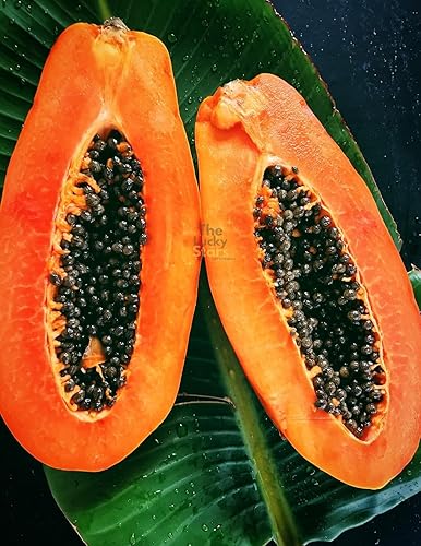 100 Semillas de Papaya Mexicana - Hat Du Du - Semillas de Papaya Carica, Papaya, Papaya, Asimina triloba Sin OGM Orgánico Heirloom