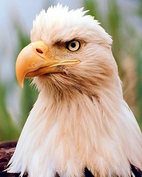 Impact Posters Gallery Wall Decor American Bald Eagle Bird Close Up Animal Art Print Poster 16x20