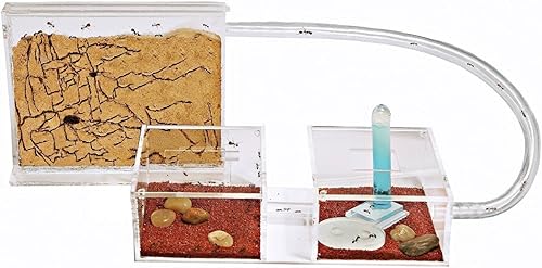 Miniatura 1 de Sand Ant Farm Mini - Formicarium