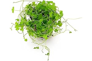 Happy Seeds Pennywort Seeds: 500 Premium Organic Gotu Kola Seeds