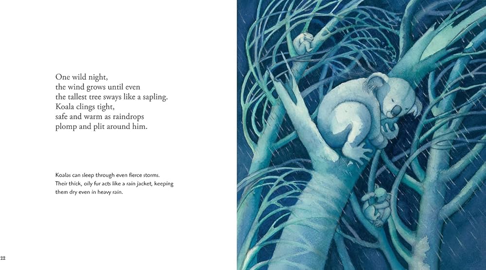 Koala: Read and Wonder: Saxby, Claire, Vivas, Julie: 9781536208962