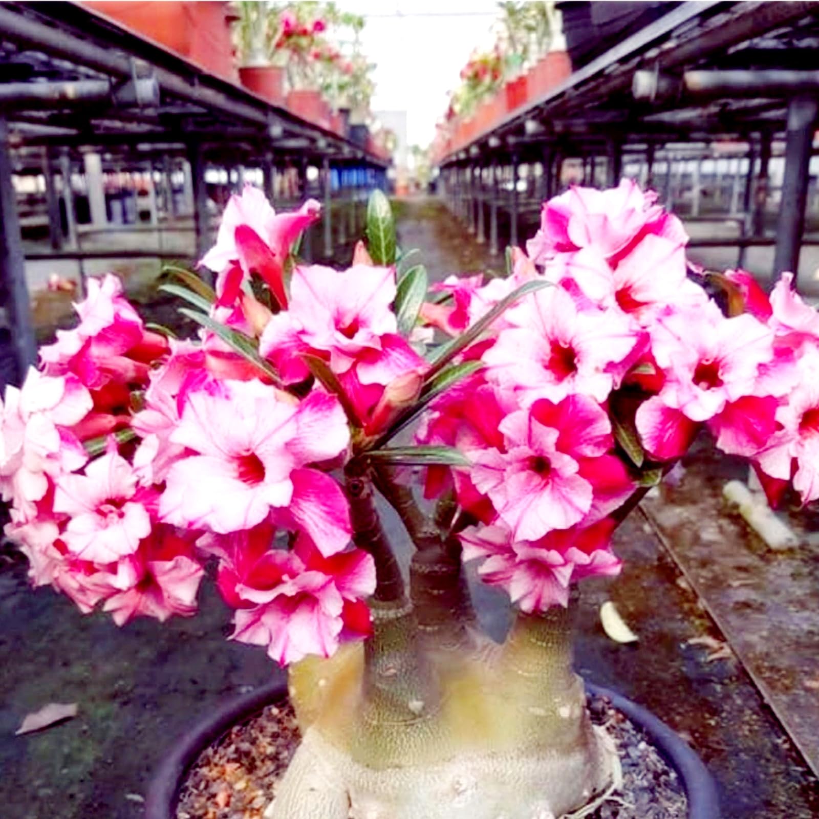 Golden Beautiful, Garden Flowers, Wedding Flowers, Desert Rose Bulbs, Desert Rose, Adenium obesum Plant, Hardy Perennials-5Bulbs-D