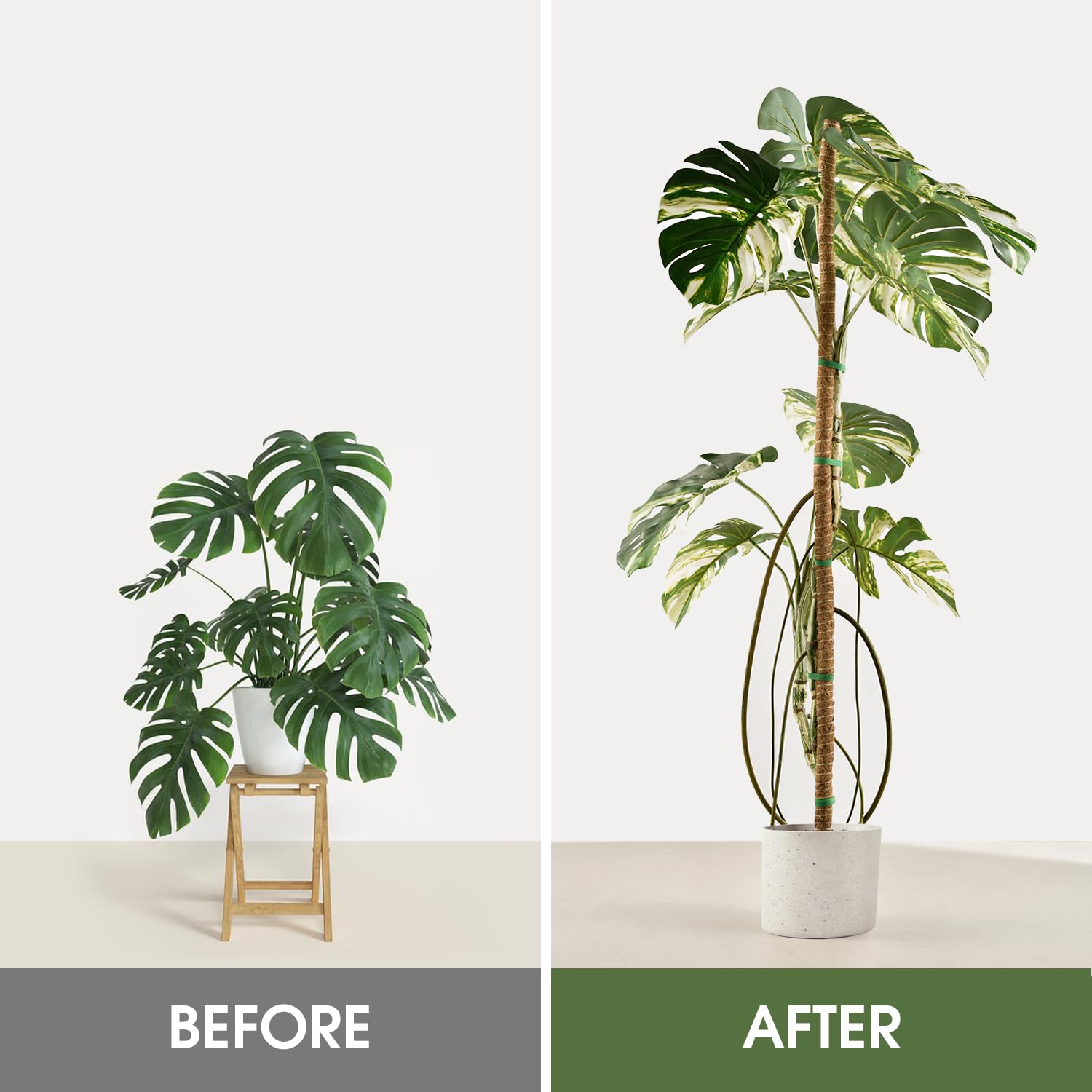 Monstera-Pflanzstäbe, Moosstangen, 160 cm, 4 Stück | Kletter-Innenbereich, groß, biegbar, handgefertigt, DIY-Form, nach oben wachsen