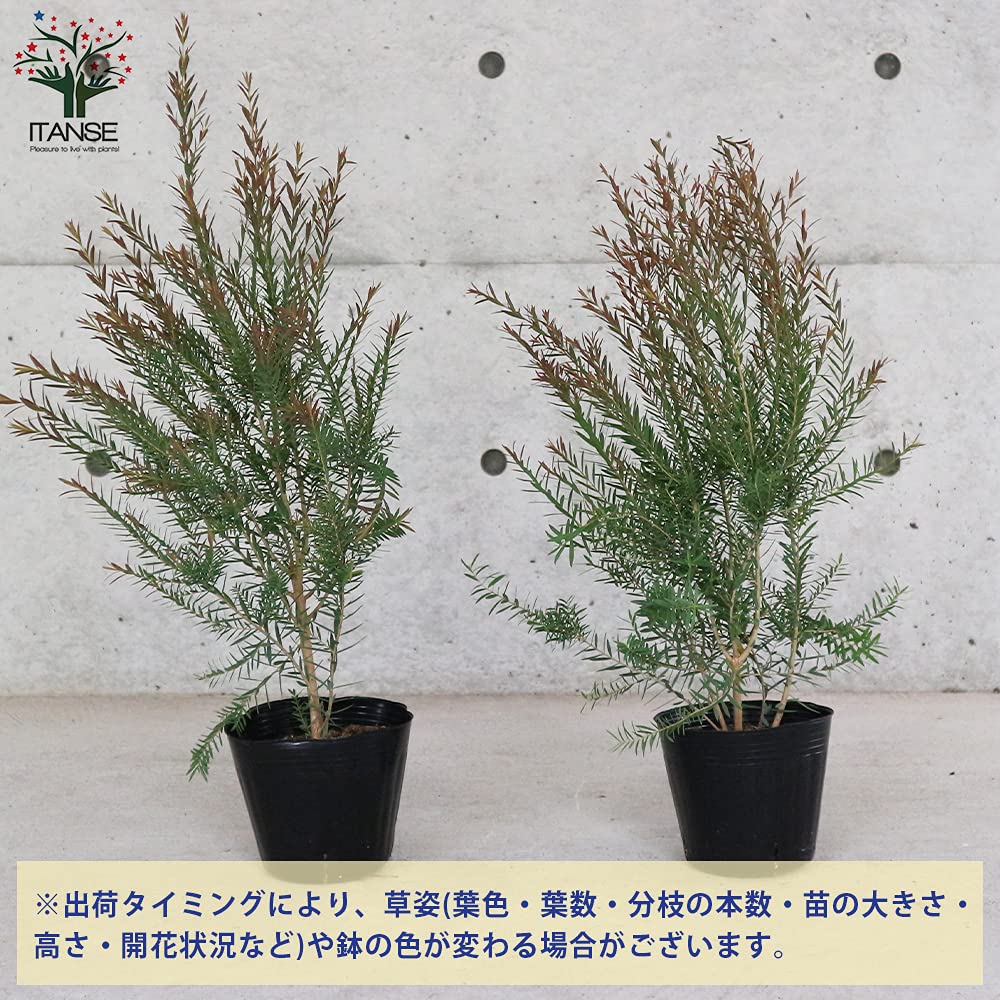 Amazon.co.jp: ITANSE メラレウカ・レッドジェム4.5号鉢 1