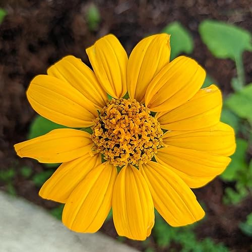 Miniatura 1 de CHUXAY GARDEN Girasol mexicano Tithonia Diversifolia Seed 125 Semillas Jardines ornamentales Camas Más Destacados Floradores de Verano