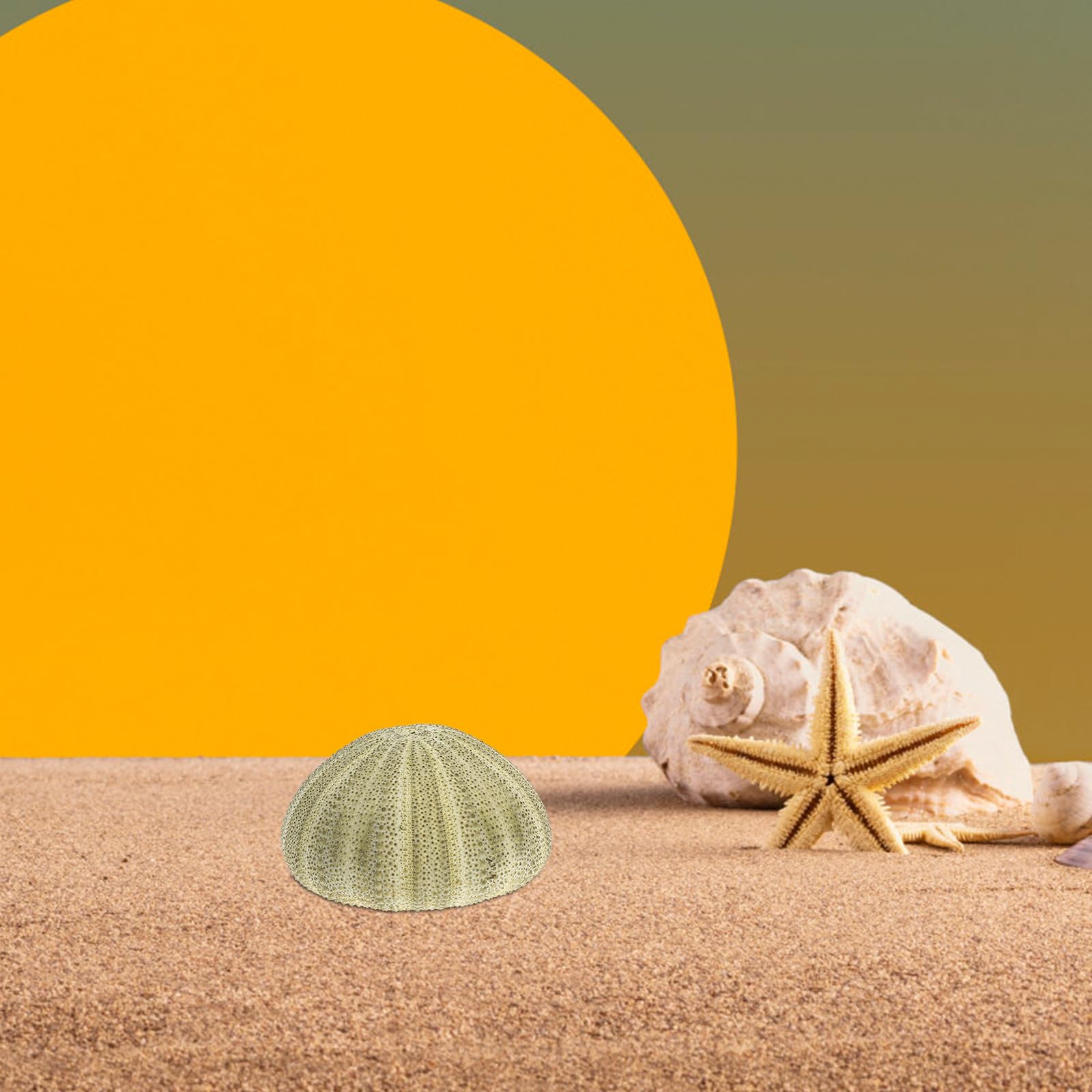 Seeigel Schalen 6 Stück Natürliche Muscheln 4–6cm für Wohnraum Deko und Strand Zubehör mit Halter für Sukkulenten und Bastelideen