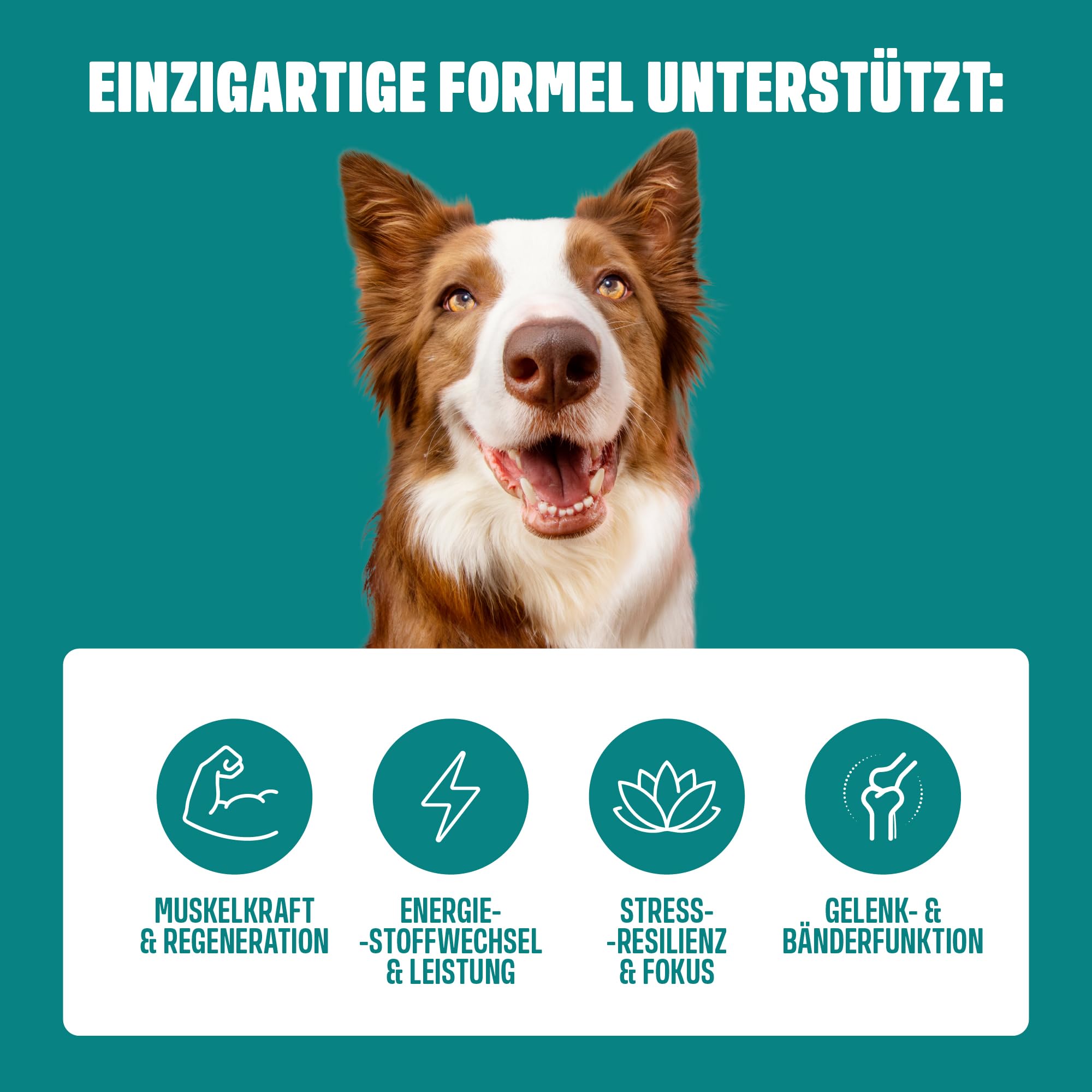 ivvi Sport – Funktionale Snacks für Hunde | Mit Protein, Ashwagandha, Kollagen & Aminosäuren | Unterstützt Muskelaufbau & Regeneration | 60 weiche Snacks (270 g)