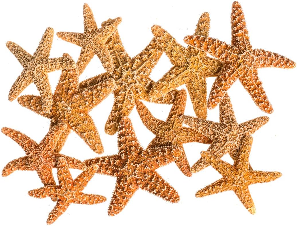 Real Starfish - 12 Brown Sugar Starfish (2-3in) - Starfish for Crafts - Star Fish Shells Decorations - Starfish Decor - Sea Star - Starfish Decorations - Starfish Shells