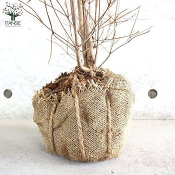 Amazon.co.jp: ドウダンツツジ(満天星躑躅) 根巻大苗【品種で