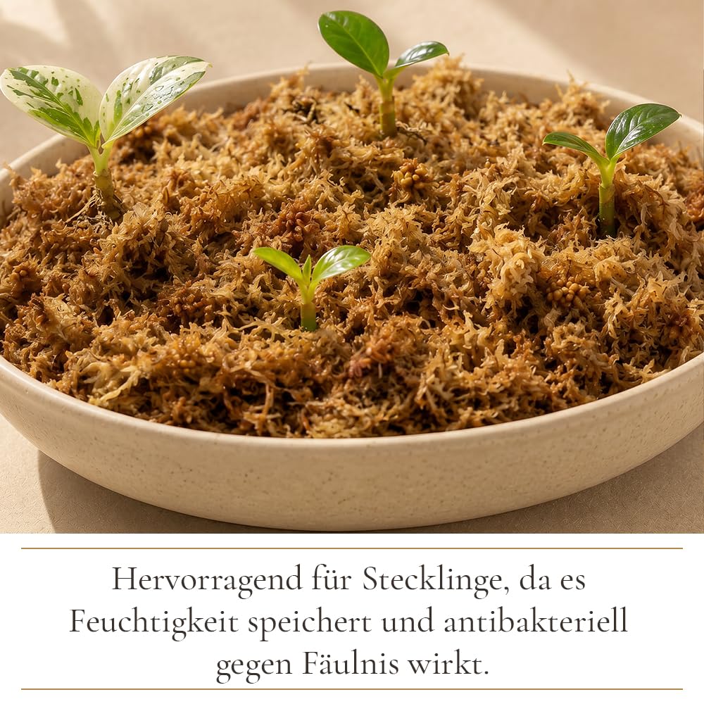 Sphagnum Moos 5Kg, ca. 400L – Premium Orchideenmoos & Pflanzensubstrat | Stark wasserspeichernd, Torfmoos, Für Orchideen, Monstera, Anthurium, Für Stecklinge & Terrarium, Für Zimmerpflanzen