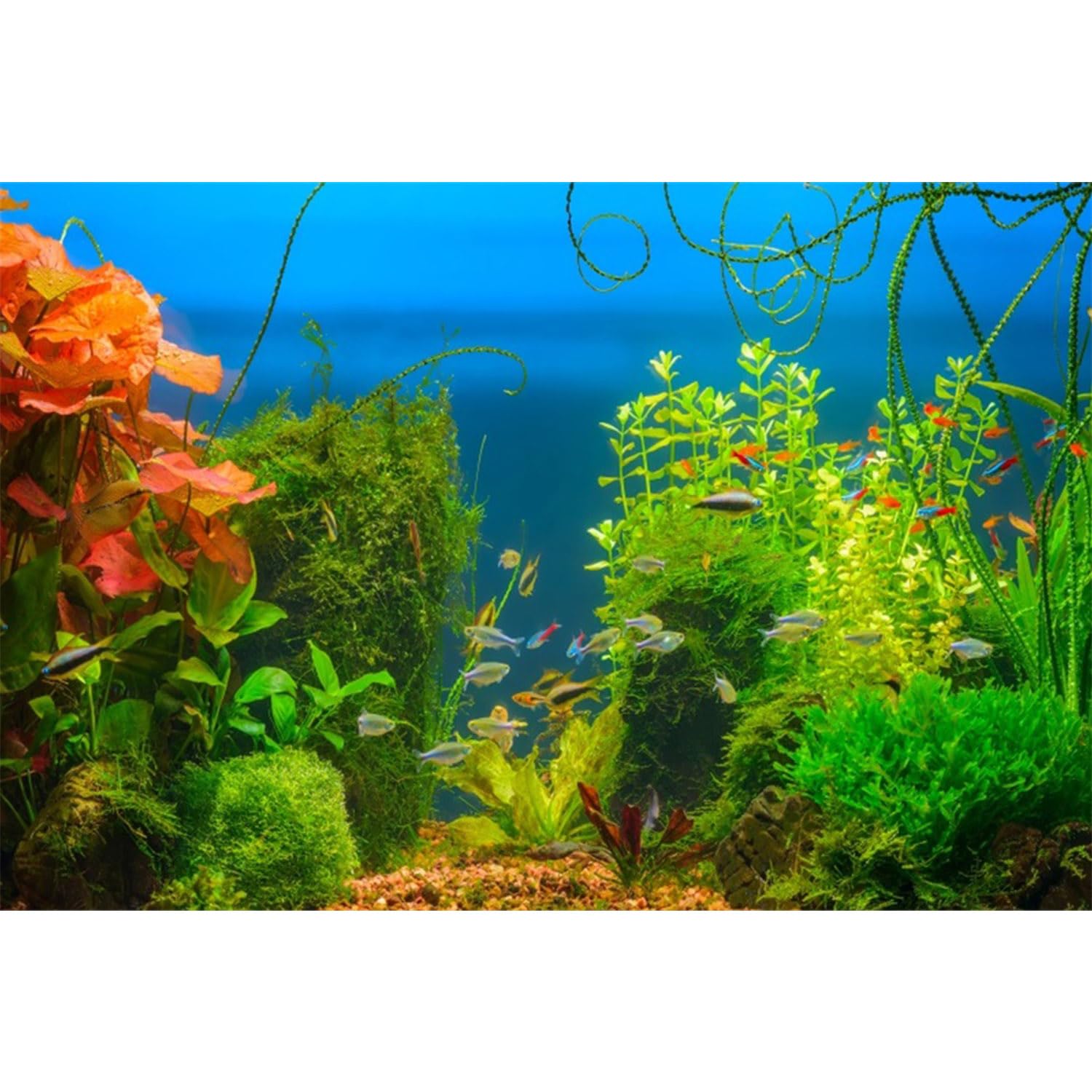 MIRRORANG 61x41cm Aquarium Background Aquatic Plant Aquarium Underwater Background River Bed & Lake Fish Tank Background — image 1