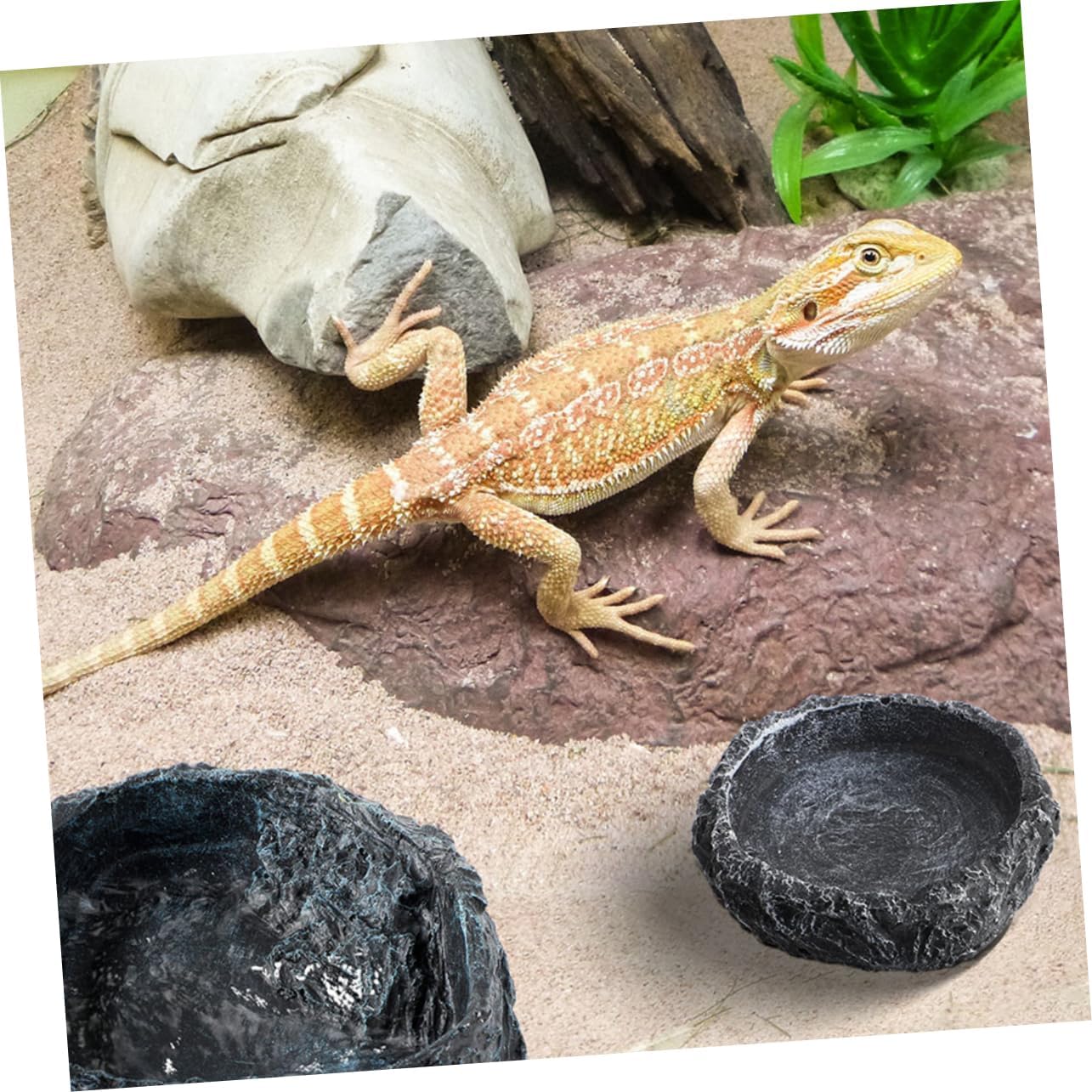 Garneck Reptile Accessories Large Reptile Water Bowl Snake Feeding Accessory Easy to Clean