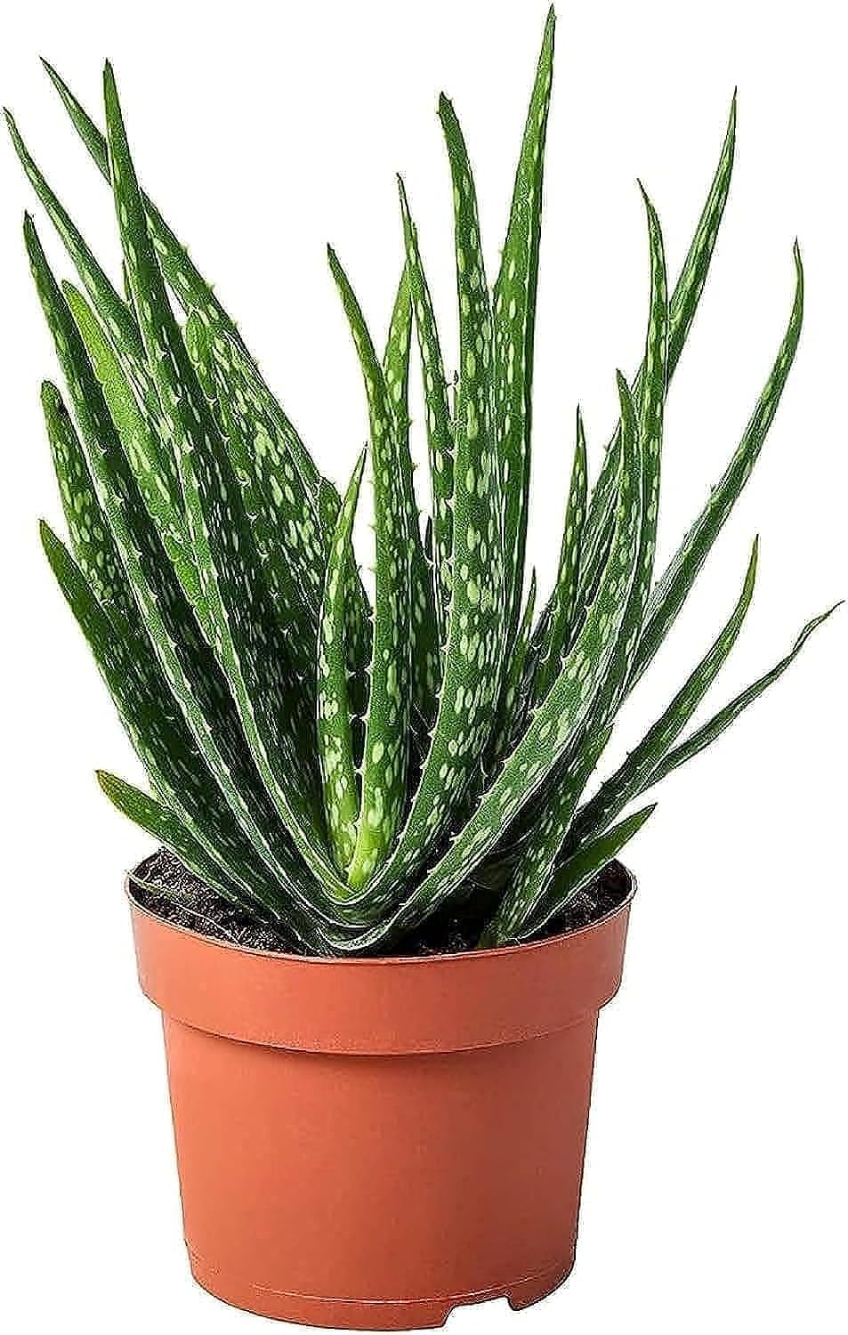 Aloe vera plant/fresh live plant