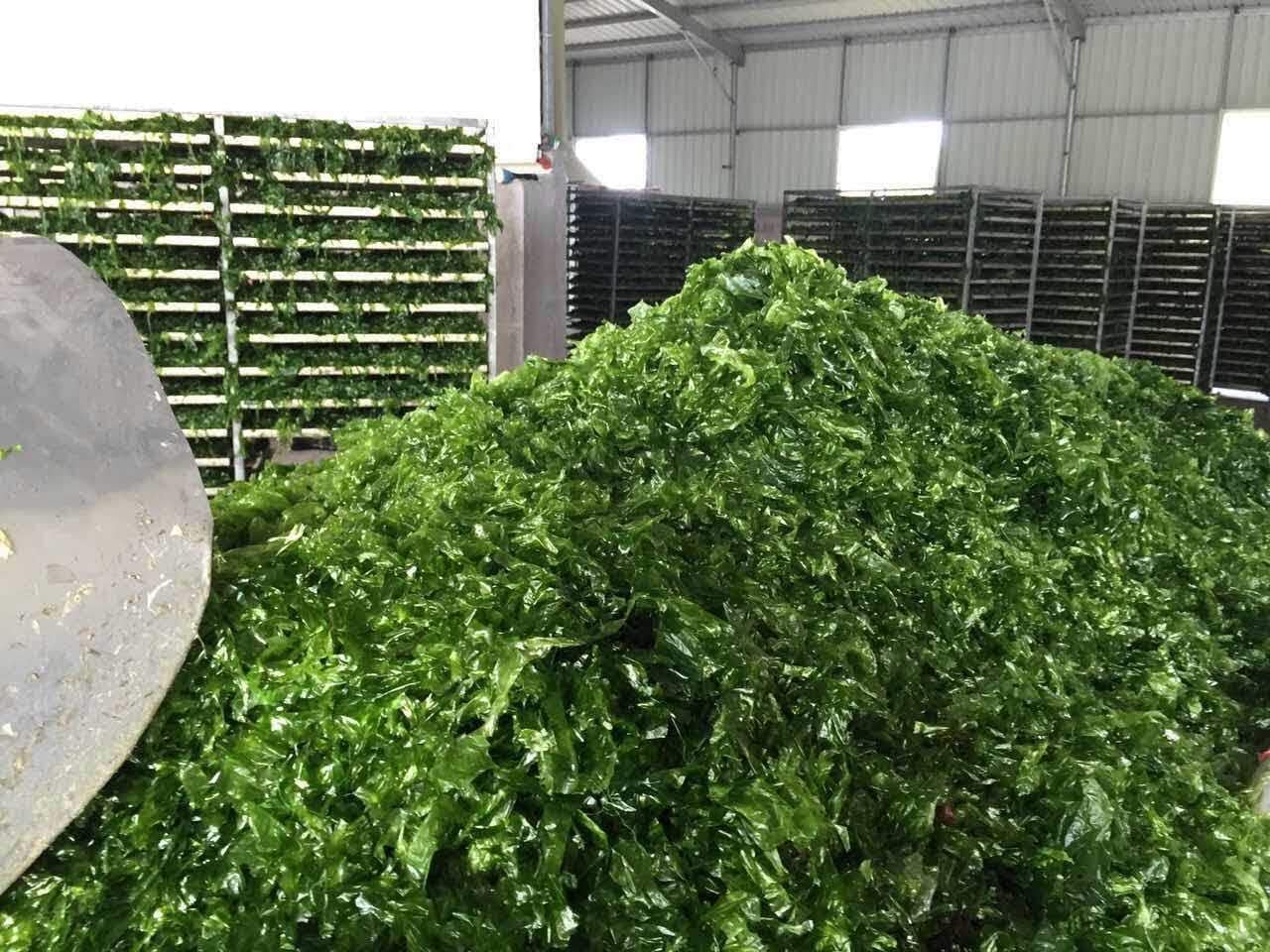 Green Ulva Lactuca,Aonori Aosa Seaweed For Flavour 80g (1bag)