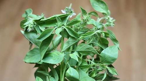 Miniatura 2 de Gaea's Blessing Semillas  Semillas de albahaca de limón  con instrucciones fáciles de seguir  No OGM de polinización abierta de alto rendimiento